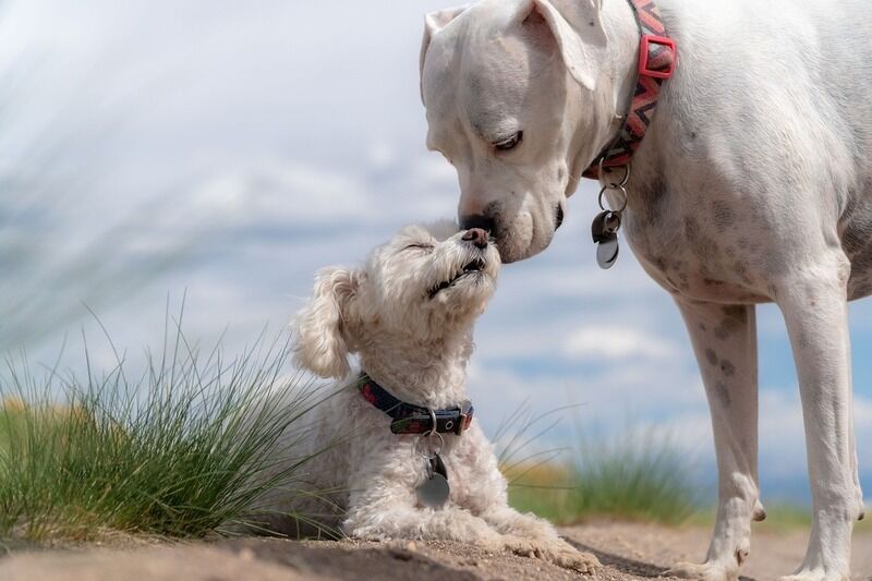 Influenza canina: potrebbe adattarsi a noi umani e infettarci