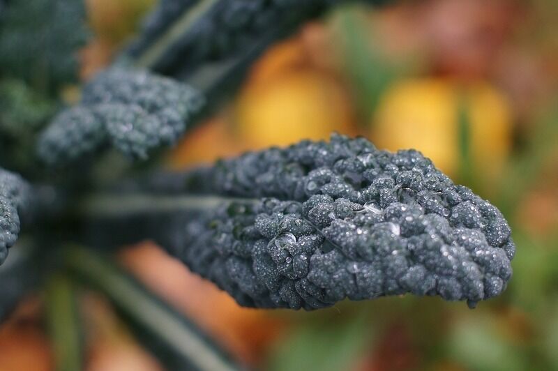 Cavolo nero: il super vegetale che aiuta a perdere peso