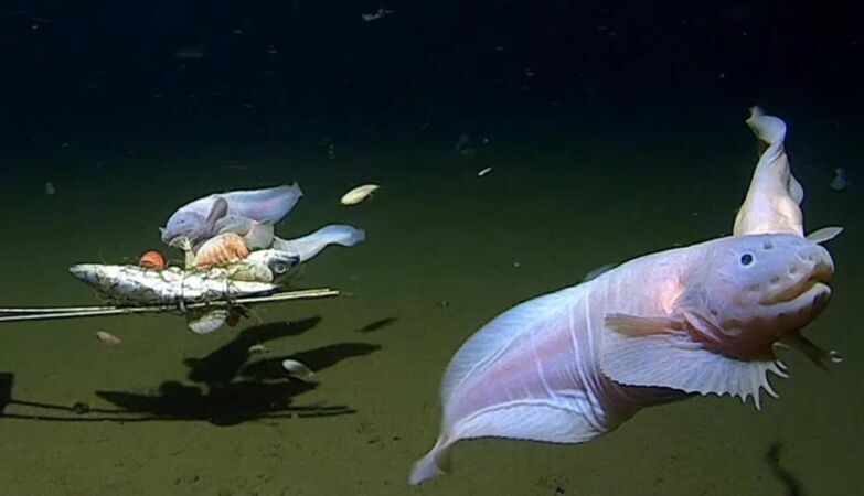 Scoperto il pesce lumaca, vive a più di 8 chilometri dalla superficie