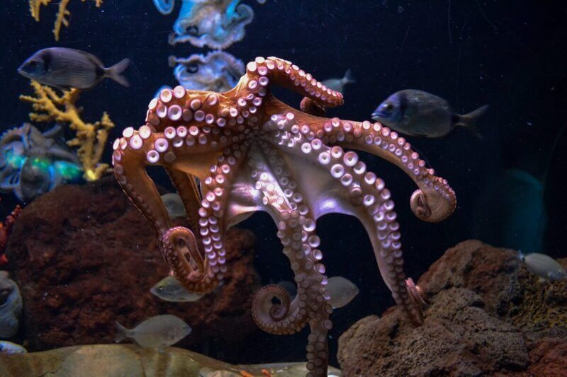 Un palato divergente: ecco cosa differenzia i calamari dal polpo