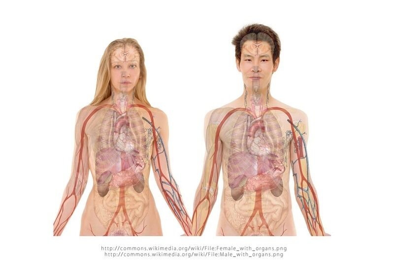 Parti del corpo cresciute in laboratorio: la rivoluzione della biologia rigenerativa