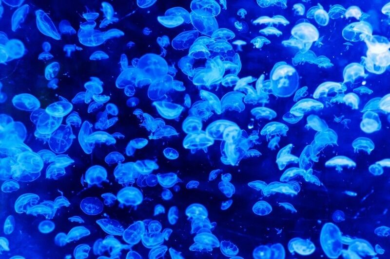Cambiamento climatico minaccia la vita marina nella zona crepuscolare dell’oceano