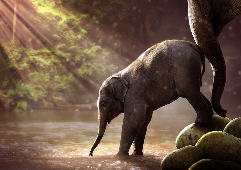 Tutti gli animali attraversano l’adolescenza: come si differenzia da quella umana