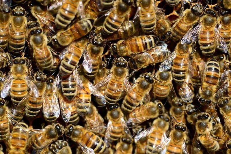 L’incredibile invasione di api a Times Square: cosa è successo e cosa possiamo imparare?