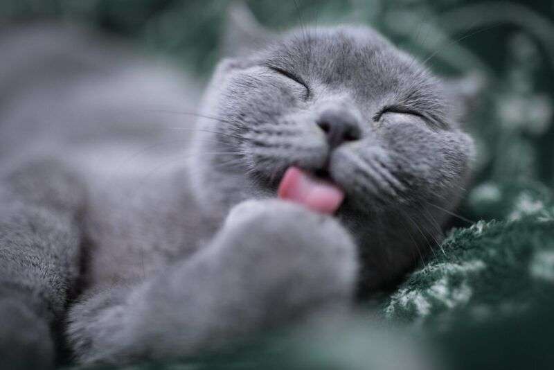 L’amore per i gatti correlato all’intelligenza secondo la ricerca scientifica
