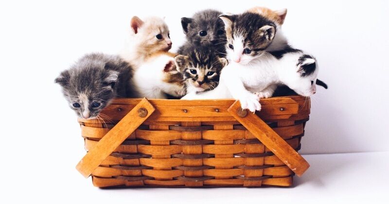 Gatti: la sterilizzazione tramite una singola iniezione