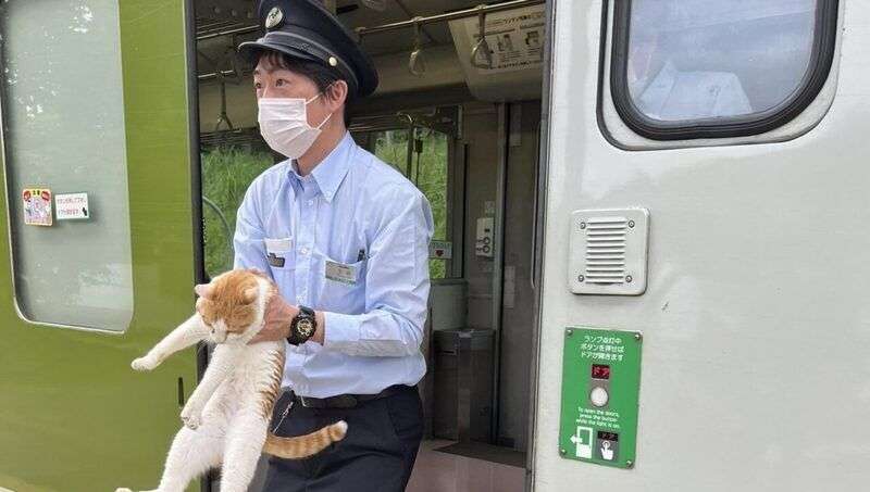 Gatto passeggero abusivo su treno in Giappone scortato fuori: ritardo di 30 secondi