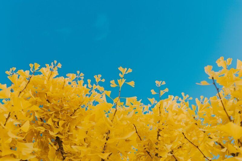 Ginkgo biloba: la pianta anti-age che favorisce il drenaggio della pelle e stimola la mente