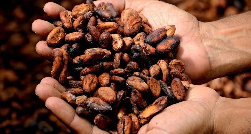 Il cioccolato potrebbe contrastare il cambiamento climatico