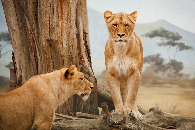L’uomo potrà mai capire come pensano gli animali?