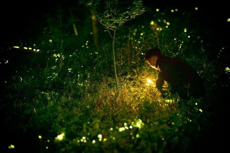 Lucciole: l’incredibile magia notturna che illumina l’estate e le loro leggende