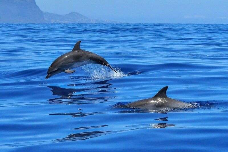 Delfini e orche non possono più vivere sulla terra, ecco perchè