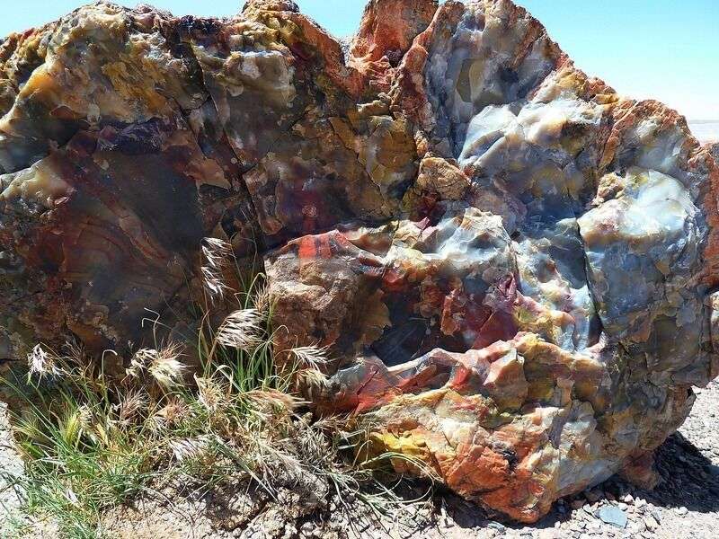 Scoperto il fossile di una nuova specie di pianta risalente a 300 milioni di anni