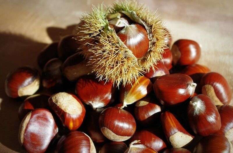 Farina di Castagne: un tesoro nutriente per la cucina creativa