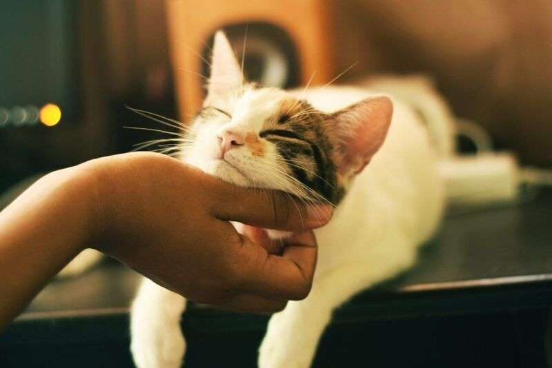 Cat sitter a Milano: il lavoro estivo più ricercato e redditizio per la cura dei gatti domestici (15-25 euro al giorno)