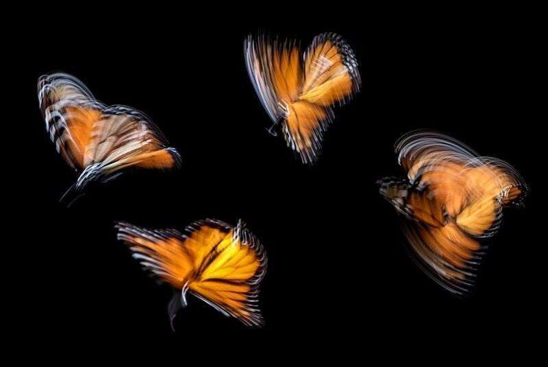 Navigatori della natura: le farfalle mostrano capacità di apprendimento spaziale