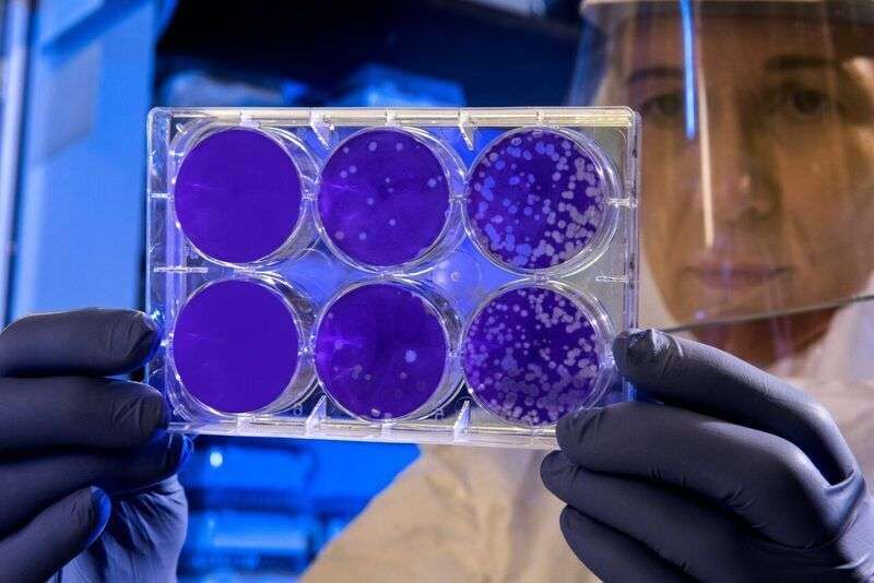 Cellule tumorali trasformate in muscoli sani in modo permanente