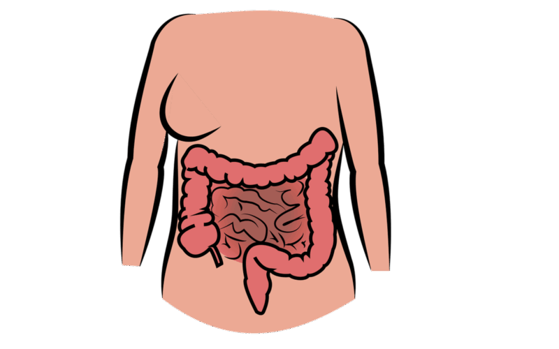 Serotonina intestinale: il legame tra salute dell’intestino e benessere mentale