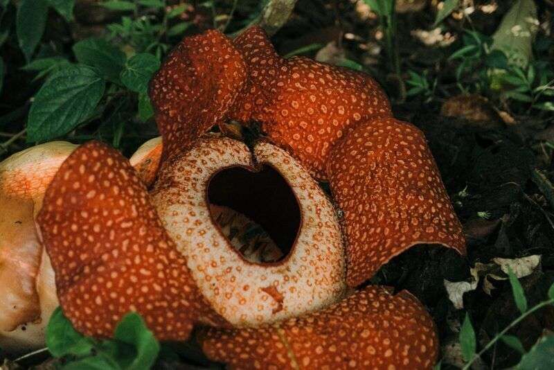 A rischio estinzione la Rafflesia, il fiore più grande e puzzolente del mondo