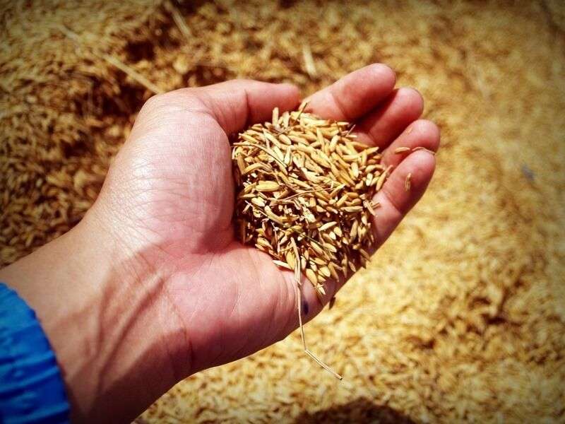Cahokia: alla scoperta del riso OGM-Free più proteico del mondo