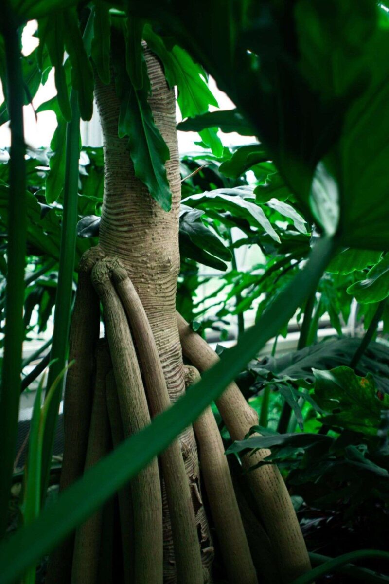 Le palme che camminano dell’Ecuador: un mistero nella Foresta Pluviale di Quito