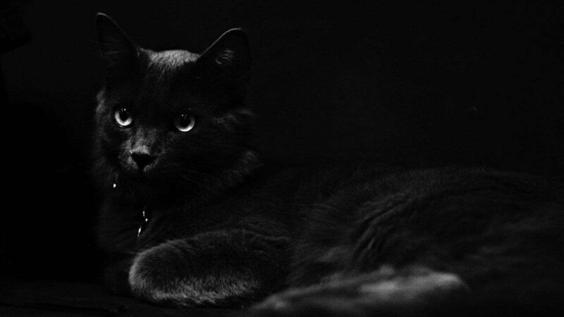 Gatti luminescenti: la scoperta dell’incredibile potere felino di brillare al buio”