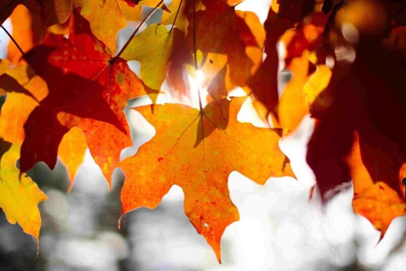 Ottobrata: il ritorno del clima estivo e la tradizione romana