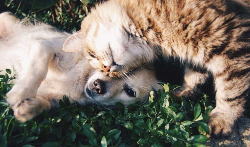 Decelerazione del declino cognitivo: un altro vantaggio sorprendente di vivere con gatti e cani
