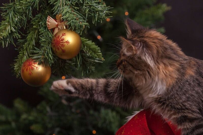 Gli alberi di Natale possono avere Effetti Pericolosi sull’Aria Interna
