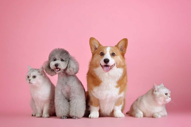 Nuovo studio rivela collegamento tra convivenza con animali e declino cognitivo