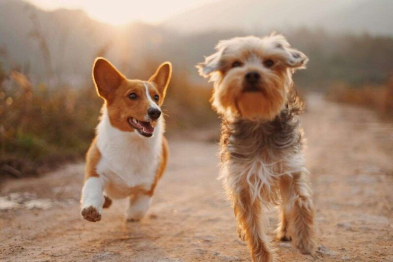Rivoluzione antietà per cani: un farmaco che altera il DNA