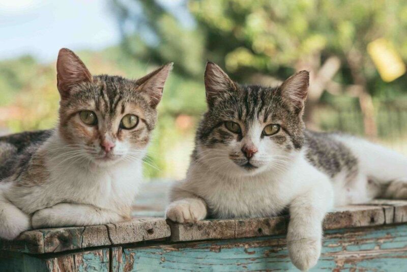 Gatti e schizofrenia: un’associazione da approfondire
