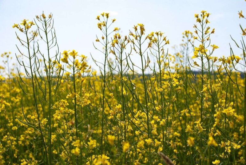 Diabete: mangiare olio di canola è davvero salutare con questa condizione?
