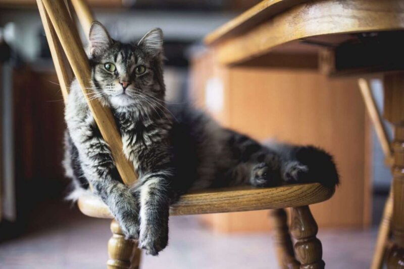 Allergie inverse: cosa succede se il tuo animale domestico è allergico a te?