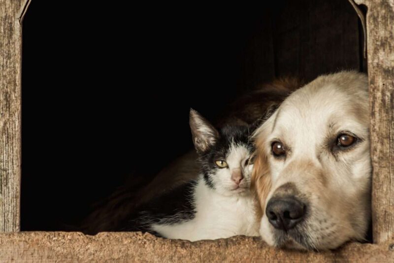 Bonus animali domestici: come ottenere le agevolazioni se hai un gatto o un cane