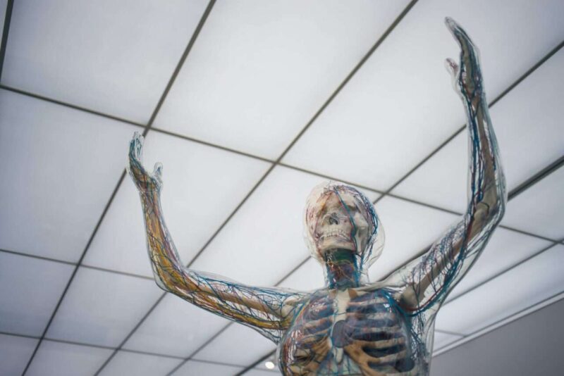 Il corpo umano come successione di borse: un’analogia sorprendente