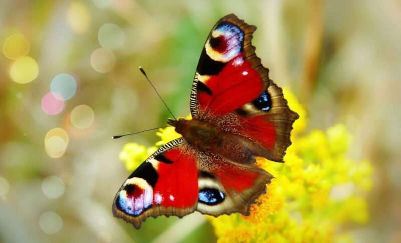 Scienziati creano fotocamera che mostra come vedono i colori gli animali