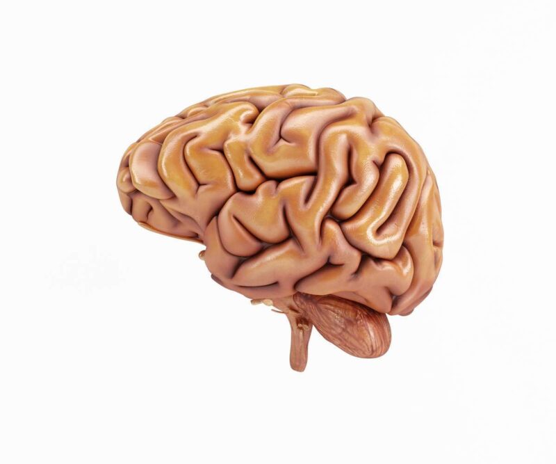 Microcosmo sinaptico con SynapShot: una rivoluzione nella neuroscienza