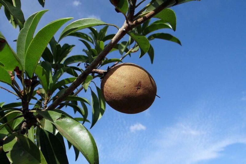 Black Zapote: il frutto dal gusto di cioccolato