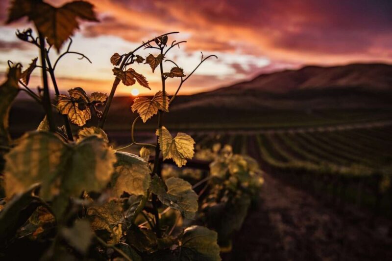 I vigneti degli antichi romani: un rimedio sostenibile contro il cambiamento climatico