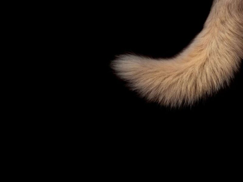 Perché gli Esseri Umani Non Hanno la Coda: Una Spiegazione Genetica