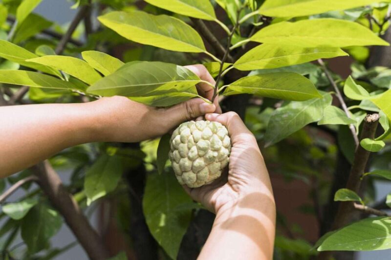 Cos’è l’Annona: Il Frutto Tropicale Calabrese Ricco di Proprietà Benefiche
