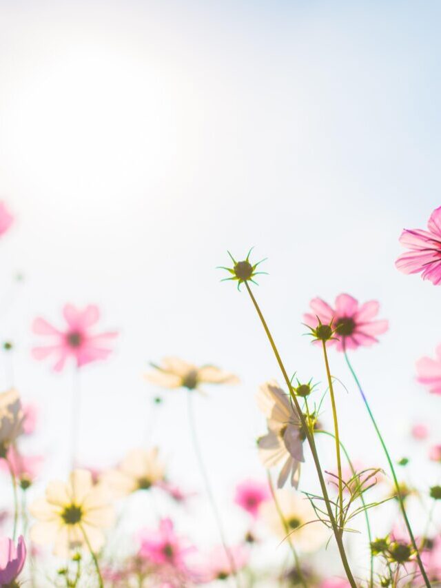 Cosa ci racconta la primavera!