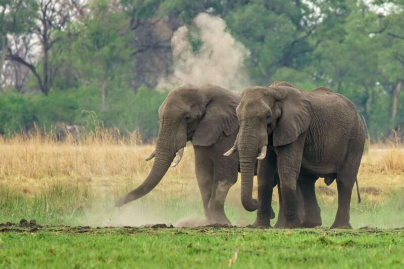 Elefanti Asiatici Piangono e Sepelliscono i Loro Morti: Studio Rileva Complessità Emotive e Sociali
