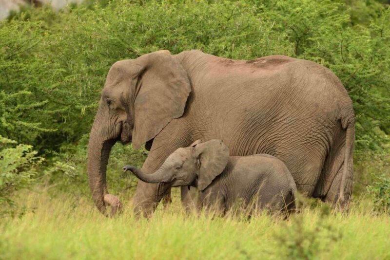 Avvistato Elefantino Rosa nel Kruger National Park: Uno Spettacolare Elefante Albino