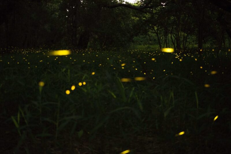 I Geni Chiave delle Lucciole Svelano il Mistero della Loro Bioluminescenza