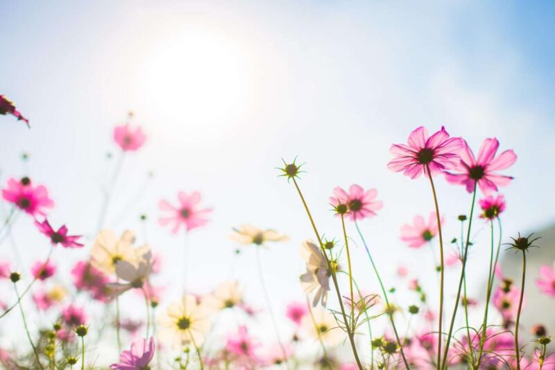 Storia di Lucia: dall’incubo dell’anoressia nervosa alla sua personale primavera
