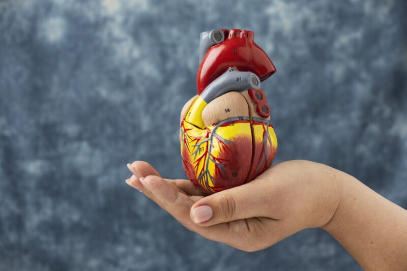 Cuore: preservarlo per 24 ore è nuova speranza per i pazienti sottoposti a trapianto