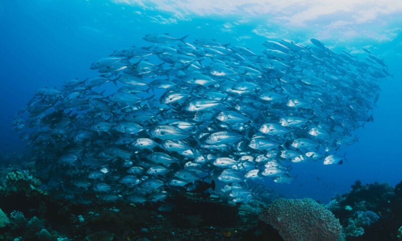Nuoto Silenzioso: Come i Pesci Mantengono il Rumore Basso in Gruppo