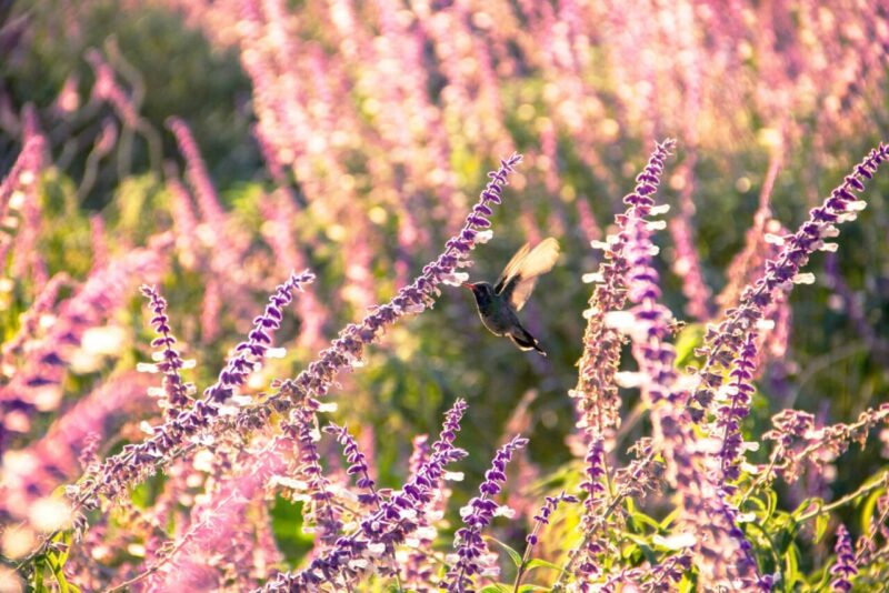 Primavera: Una Rinascita Dopo il Disgelo Naturale